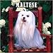  - Maltese 2008 Wall Calendar