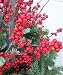 Sparkleberry Winterberry - Ilex - Vivid - Also a Great Bonsai!