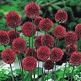 国華園　秋植え球根　アリウム　丹頂　20球