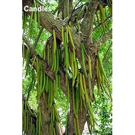 Candle Tree 10 Seeds - Parmentiera cerifera by 