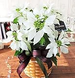 花由 プリンセチア クリスタル・スノー 5号鉢【12/3～12/9お届け】（ポインセチア 生花 鉢植え 鉢花）【クリスマス ギフト クリスマスプレゼント フラワーギフト お歳暮 御歳暮 花 贈り物 彼