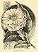 1892 Print Double Datura Metel Brugmansia Flowers Art - Original Halftone Print