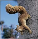Simone The Squirrel