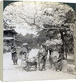 Box Canvas Print of Under the cherry blossoms, looking northeast along the main avenue of Shiba... from Heritage-Images