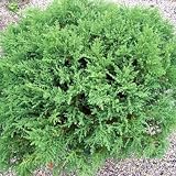 Amazon / Hirts: Bonsai: Fuzz Ball Siberian Carpet Cypress - Microbiota - Outside or Bonsai