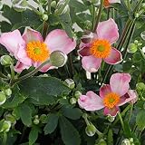 シュウメイギク（秋明菊）：ハドスペン5号鉢植え[鉢植えで楽しむピンクの2色咲きタイプ]
