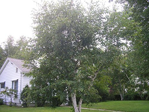 2**japanese White Birch Shade Tree***bonsai or Landscape**6-10 Inch
