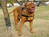 Dean & Tyler Dog Harness Medium - Black - Handmade - Soft Premium Leather - Pull Dog Harness - Felt Padded Inside !!!