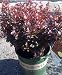 Crimson Ruby Japanese Barberry Plant Two Gallon