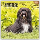 Havanese 2016 Square 12x12 (Multilingual Edition)