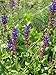 Salvia nemorosa Mainacht - Salbei