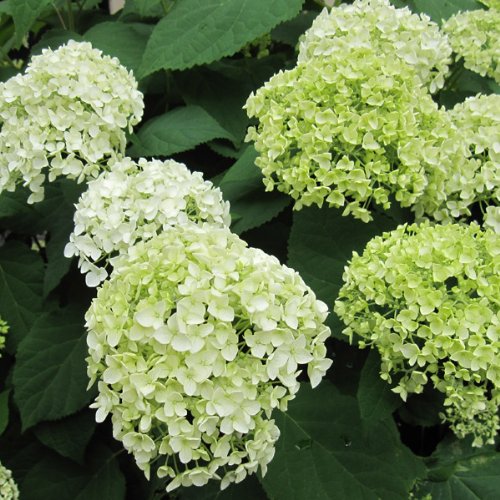 アジサイ：アナベル4?5号ポット[新枝咲きタイプ　大人気商品！][アジサイで最も人気の高い品種]