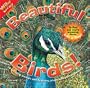 Beautiful Birds (Wildlife!)
