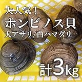 ホンビノス貝 大アサリ 白ハマグリ 白蛤 中 約3kg（築地直送）愛知/千葉 他