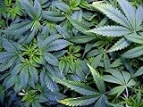 Marijuana Plants in Grow Cabinet - 36