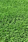 ARTIFICIAL LAWN SYNTHETIC GRASS 4.36'X30' (130.8SQF)/ROLL