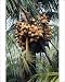 Photographic Prints of APP-3326 Panama Dwarf Golden Coconut from Ardea Wildlife Pets