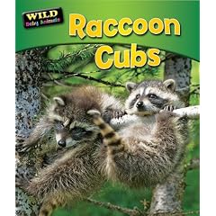 Raccoon Cubs (Wild Baby Animals (Bearport))