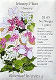 Money Plant Honesty Seeds