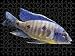 Jigsaw of Lake Malawi Cichlid from Ardea