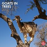 Goats In Trees 2013 Square 12X12 Wall Calendar (Multilingual Edition)