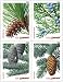 Holiday Evergreen FOREVER Stamps, Strip of 20