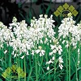 （球根）シラー　カンパニュラ―タ　ホワイト【10球入】