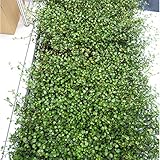 マット植物：ワイヤープランツのマット25cm×25cm　6枚セット