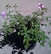 Lavender Lantana One Gallon Plant