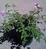 Lavender Lantana One Gallon Plant