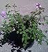 Lavender Lantana One Gallon Plant