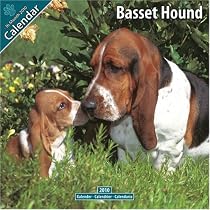Basset Hound 2010 Wall Calendar #10011-10