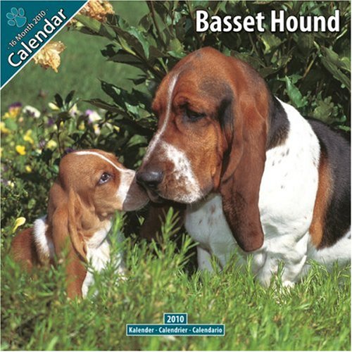 Basset Hound 2010 Wall Calendar #10011-10