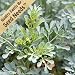 100 Seeds, Rue Herb (Ruta graveolens) Seeds By Seed Needs