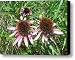 Medicine Flower Canvas Print / Canvas Art - Artist Vijay Sharon Govender