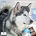 LittleGifts Alaskan Malamute 2016 Calendar (1221)