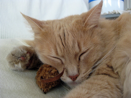 KONG Naturals Natural Mice Cat Toy (Colors Vary)