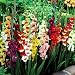 Gladioli large flowering mix - 30 flower bulbs