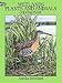 Wetlands Plants and Animals Coloring Book