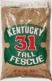 5LB Ky31 Grass Seed