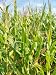 Estimating the Net Energy Balance of Corn Ethanol