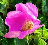 Amazon / Hirts: Seed; Perennial: Pink Japanese Rose 15 Seeds - Rosa Rugosa - HEIRLOOM