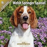 Welsh Springer Spaniel 16 Monate Kalender 2011