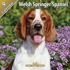 Welsh Springer Spaniel 16 Monate Kalender 2011