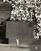 Autographed/Hand Signed Willie Mays San Francisco Giants Photo
