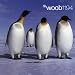 Woob 1194