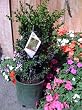Green Tower Japanese Boxwood Two Gallon Plant