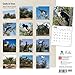 Goats in Trees 18-Month 2015 Calendar