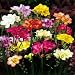 Freesia double flowering mix - 60 flower bulbs