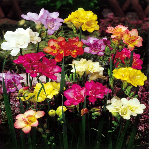 Image #1 of Freesia double flowering mix - 60